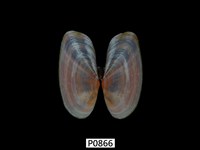 藏品(長形紫雲蛤)的圖片